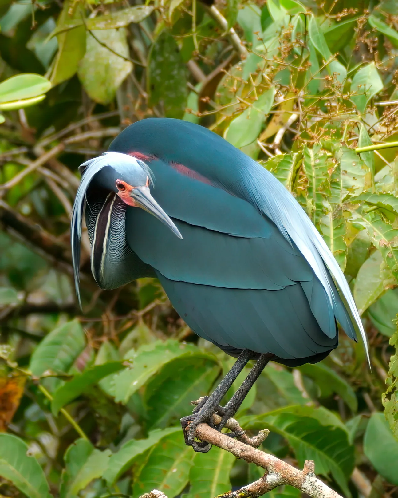 Agami Heron