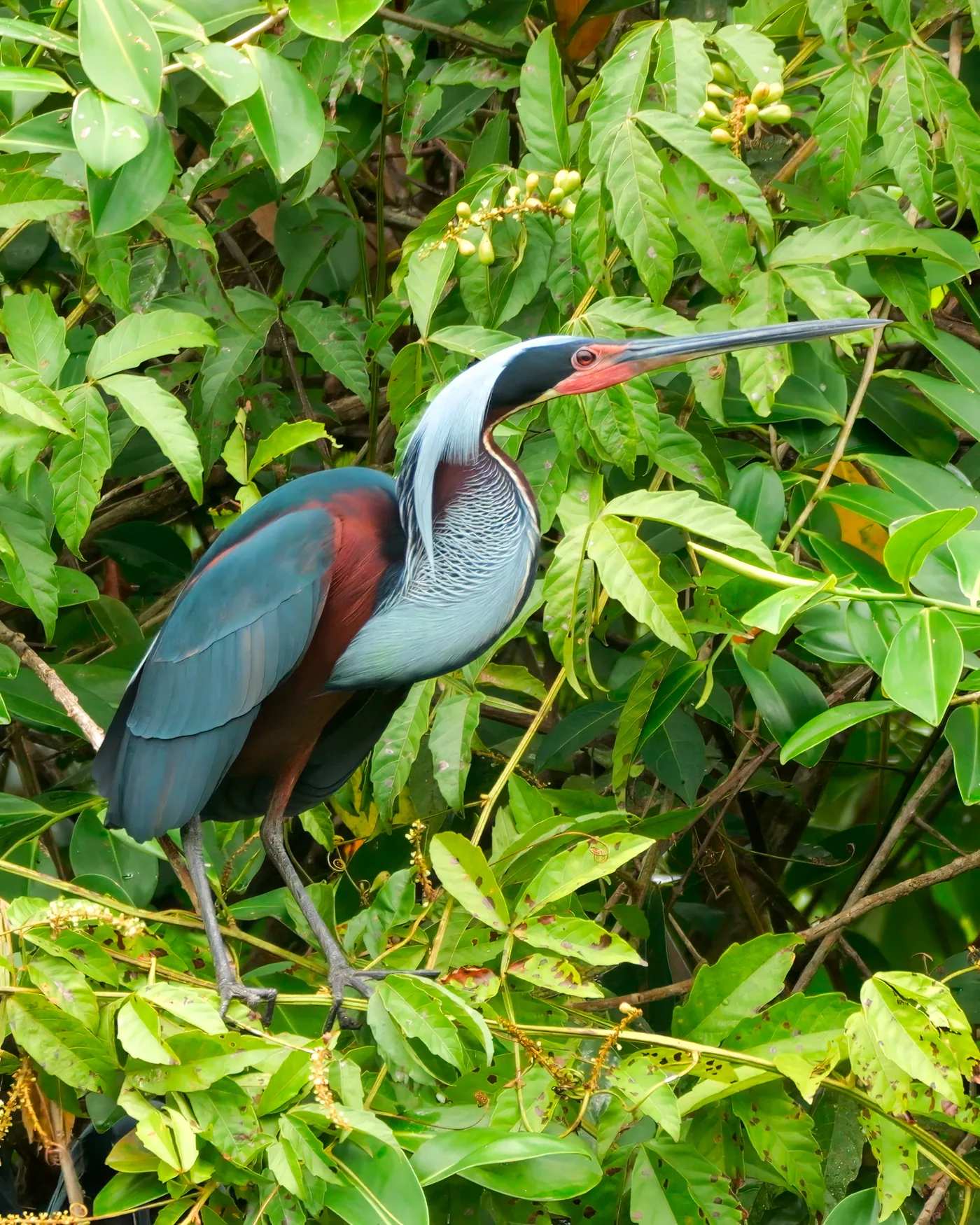 Agami Heron