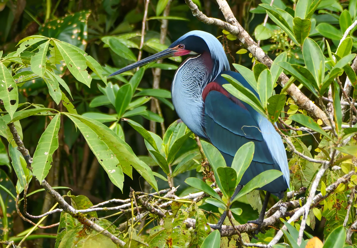 Close-up of an Agami Heron