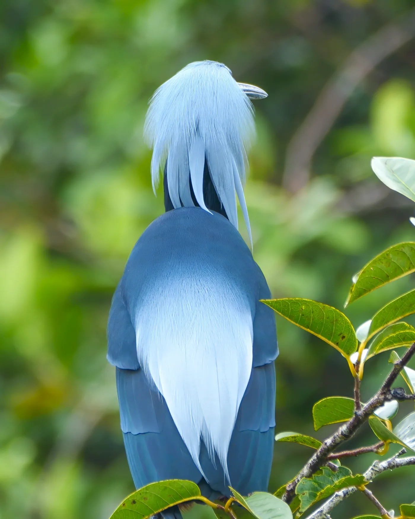 Agami Heron displaying its breeding plumes