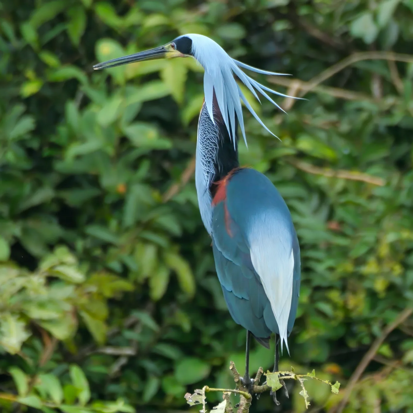 Agami Heron with raised crest plumes