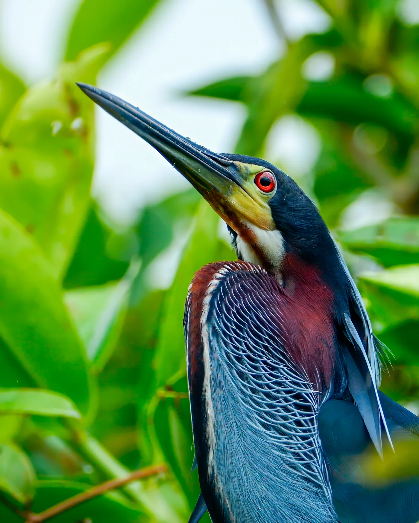 Agami Heron