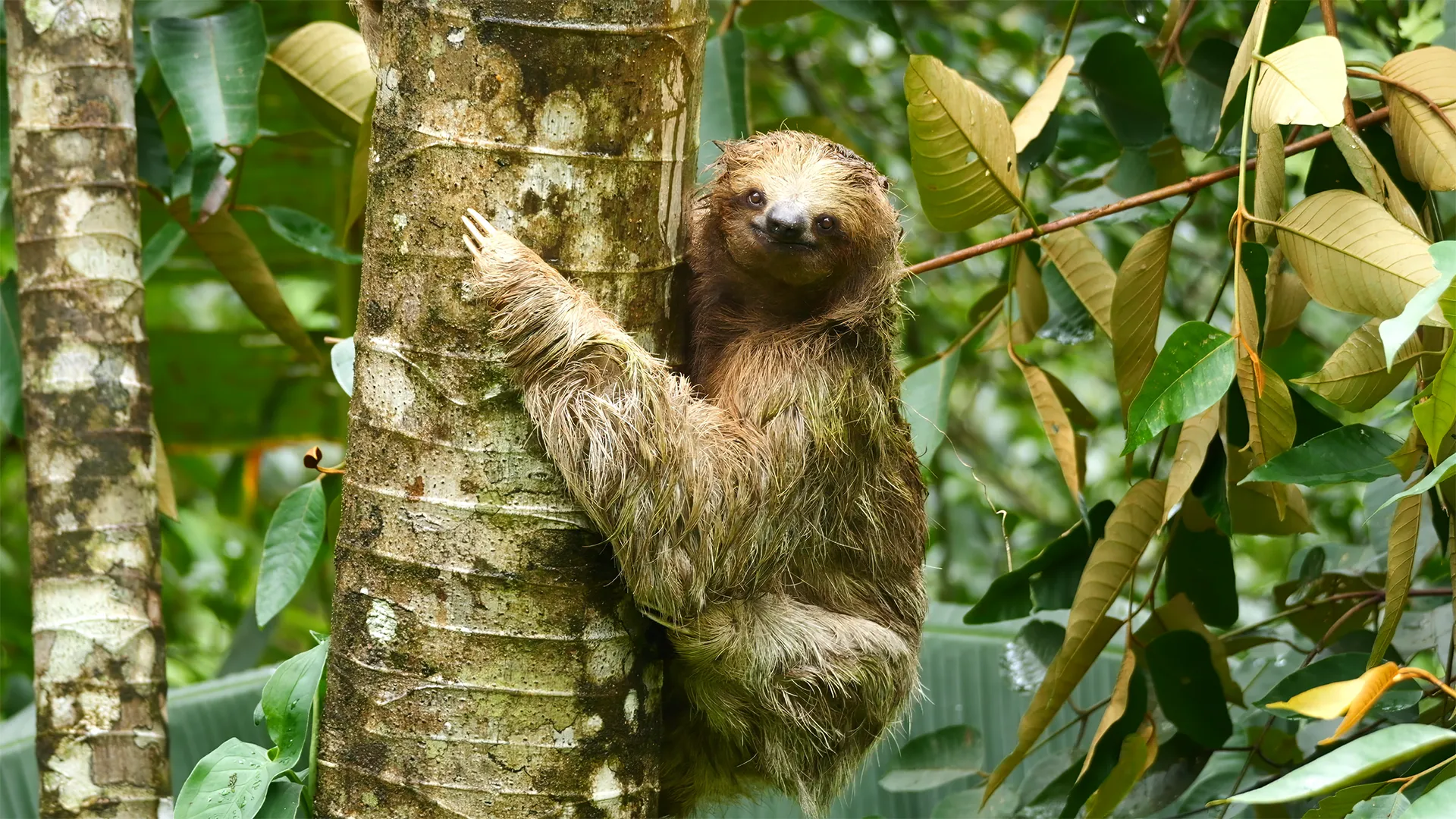 Sloth in Bijagua