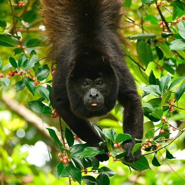 Howler Monkey