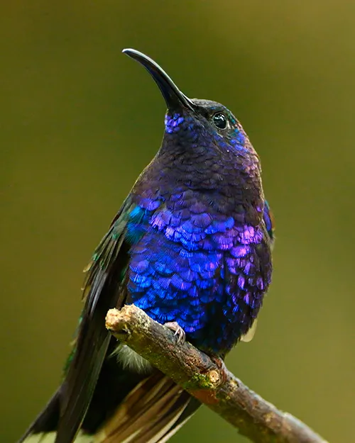 Violet Sabrewing