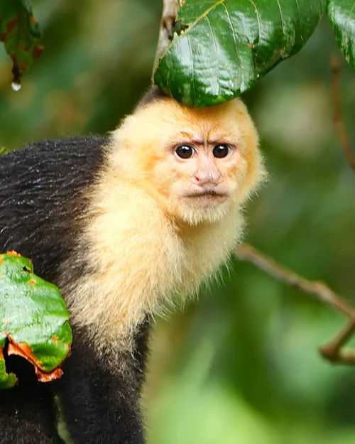 White-faced Capuchin
