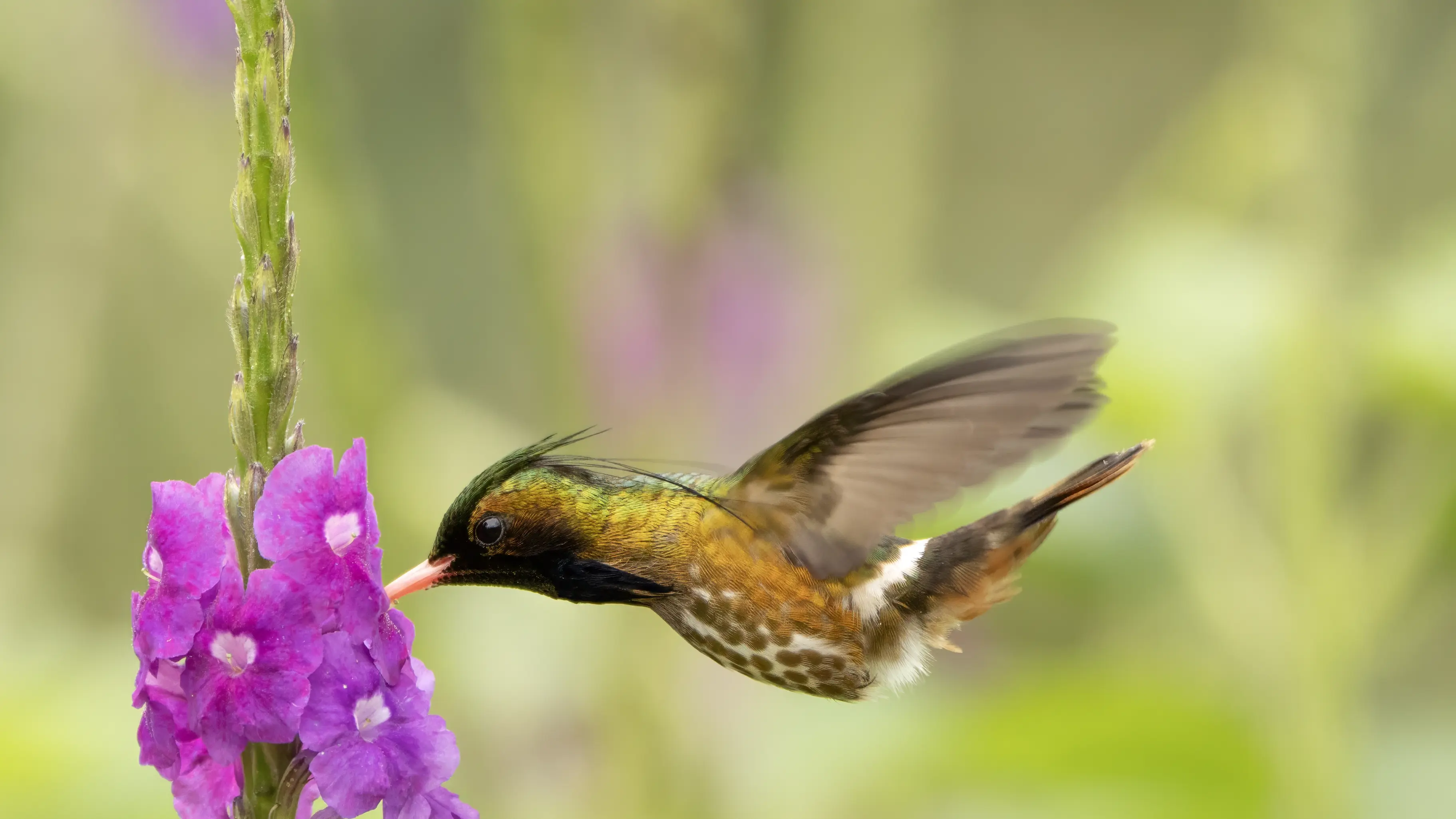 Black-crested Coquette
