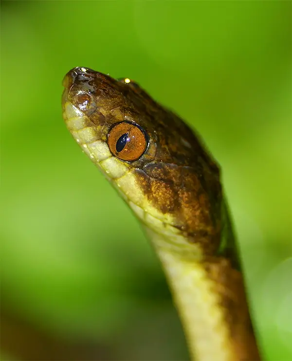 Cat-eye Snake