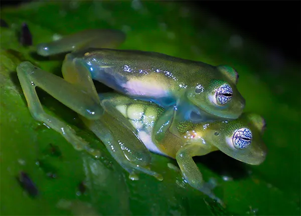 Dwarf Glass Frog