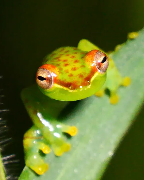 Tapir Valley Tree Frog