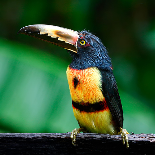 Collared Aracari