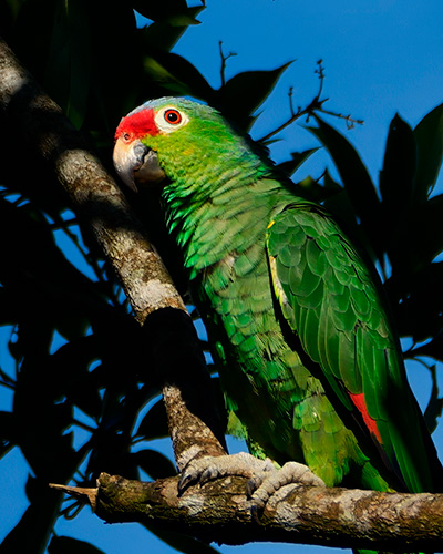 Red-lored Amazon Parrot