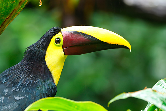 Yellow-throated Toucan
