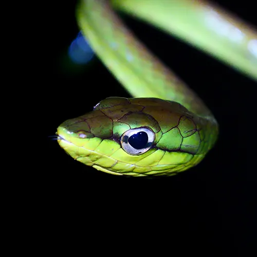 Cope's Vine Snake