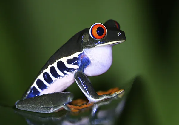 Costa Rica Red-eyed Frog