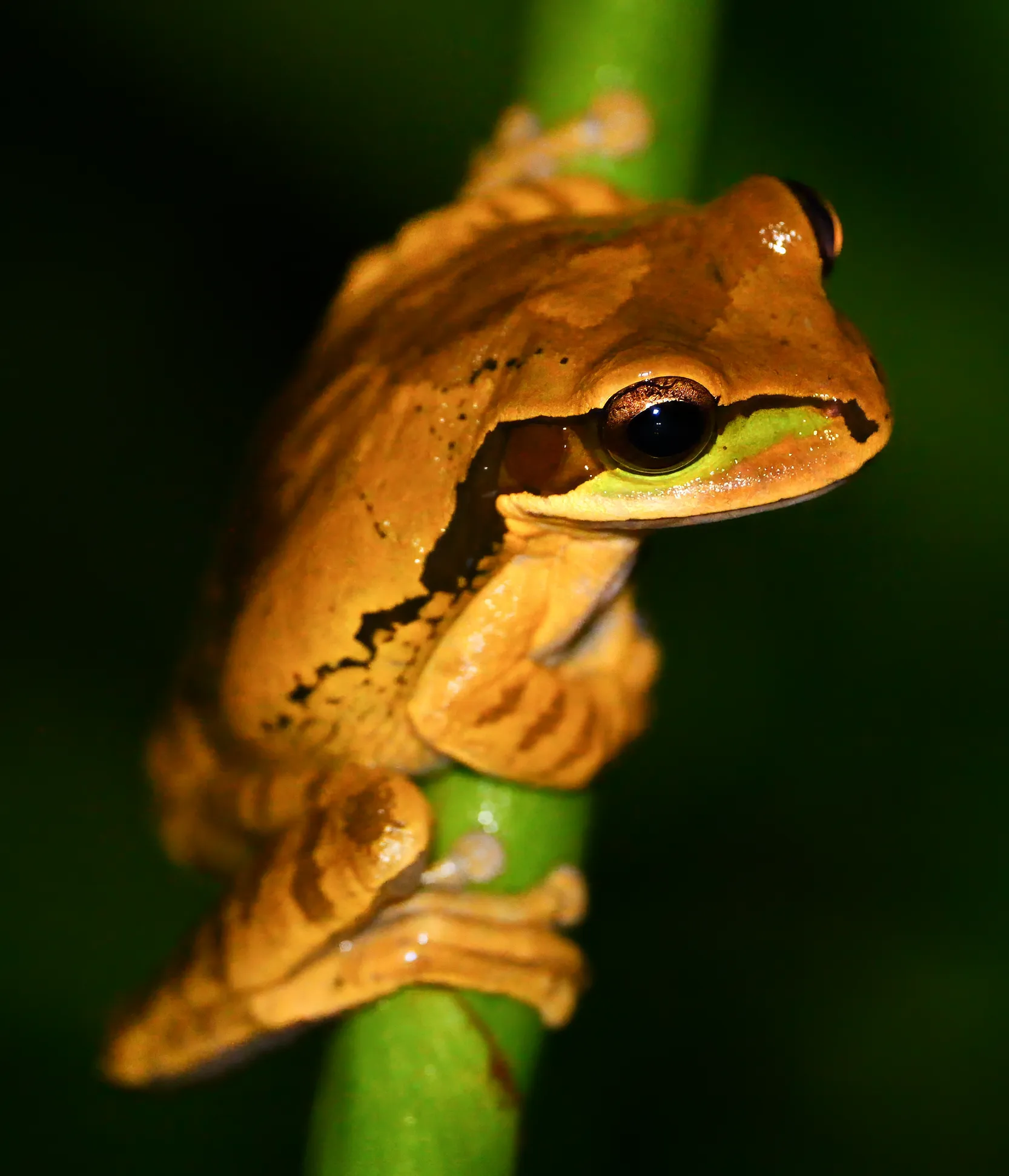 Masked Tree Frog
