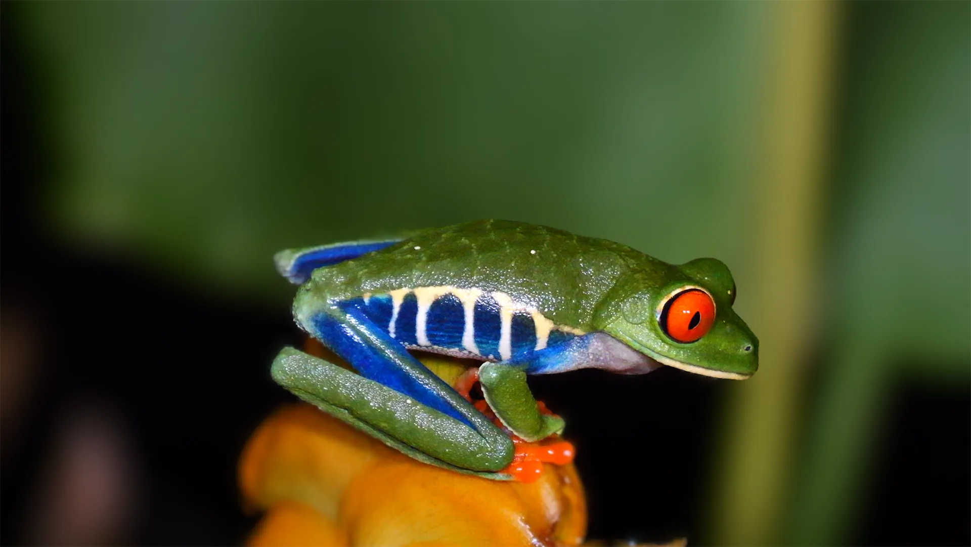 Red-eyed Tree Frog