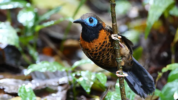 Ocellated Antbird