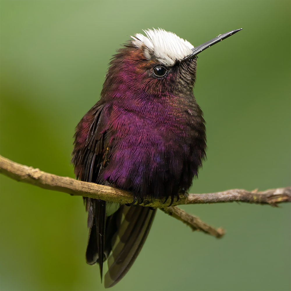 Snowcap Hummingbird