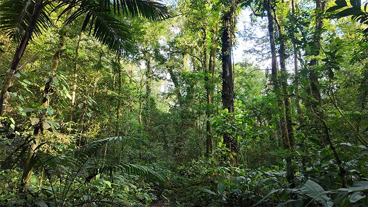 Primary Forest Habitat
