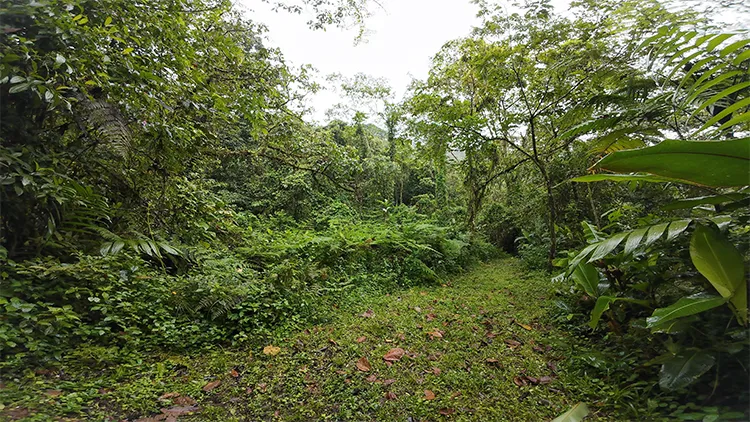 Secondary Forest Habitat