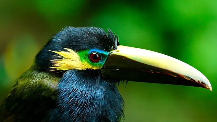 Yellow-eared Toucanet